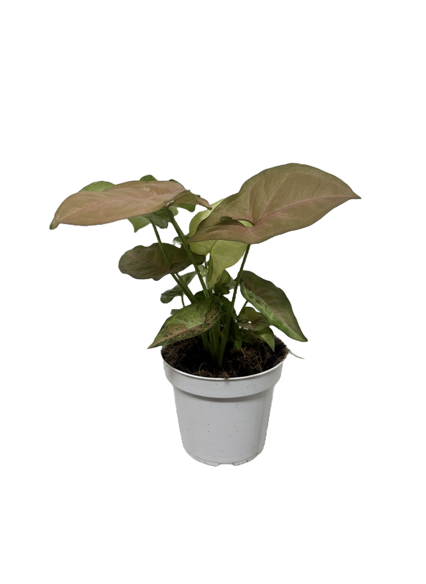 Syngonium Care Guide