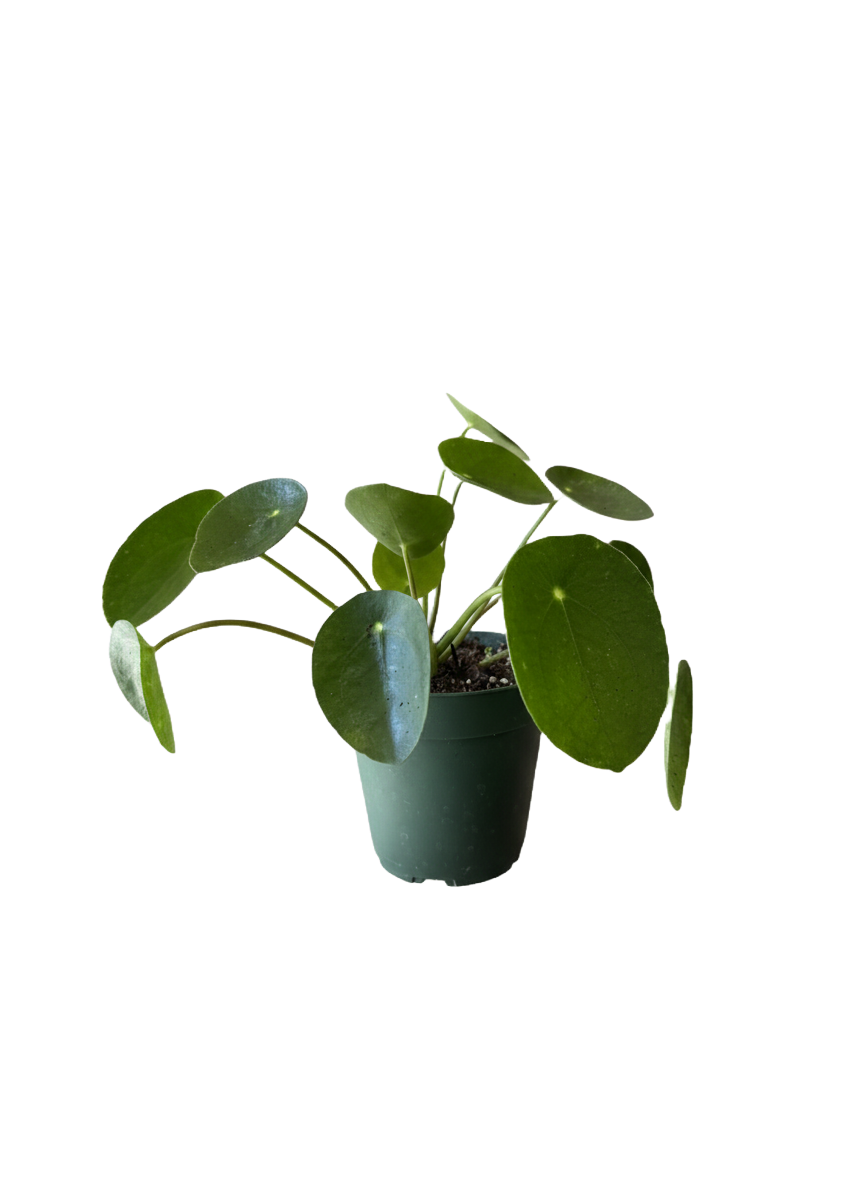 Pilea Peperomioides