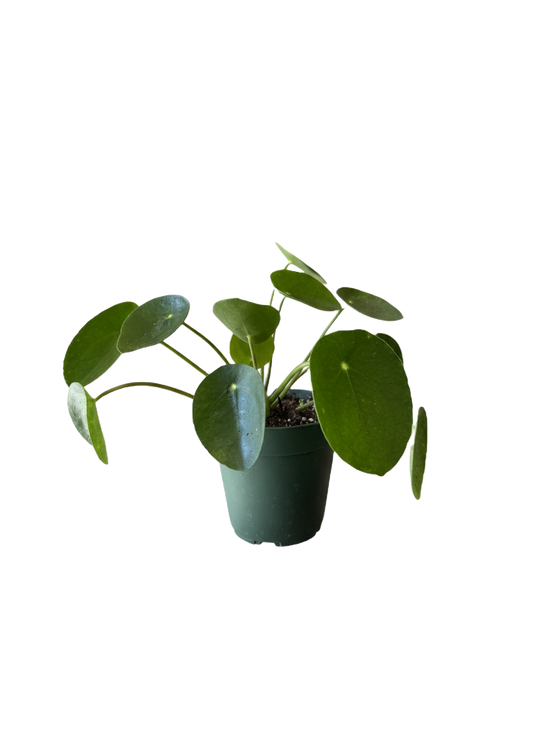 Pilea Peperomioides