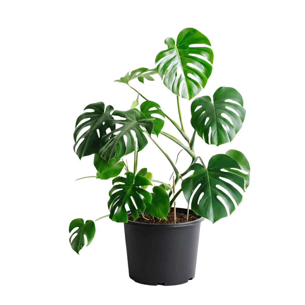 Monstera Care