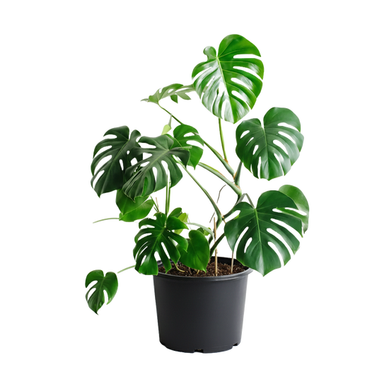 Monstera Care