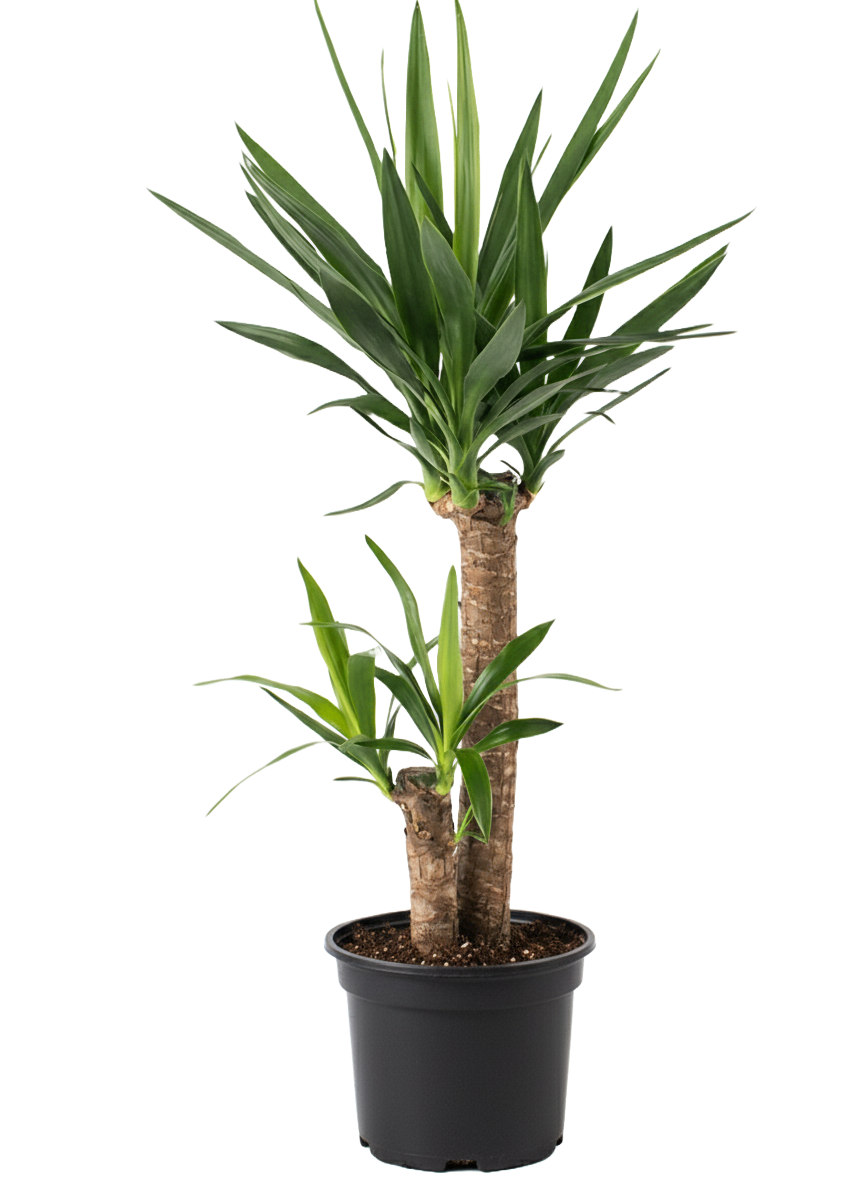 Yucca Cane Care