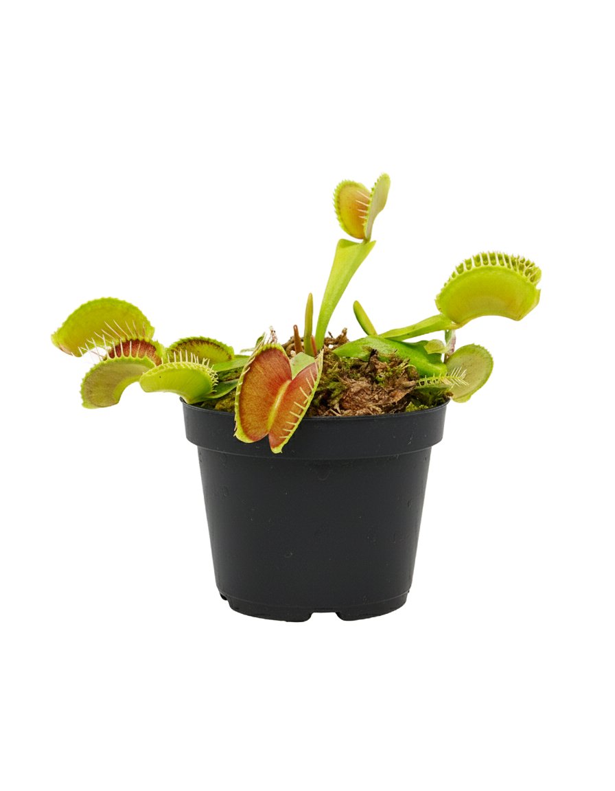 Venus Fly Trap