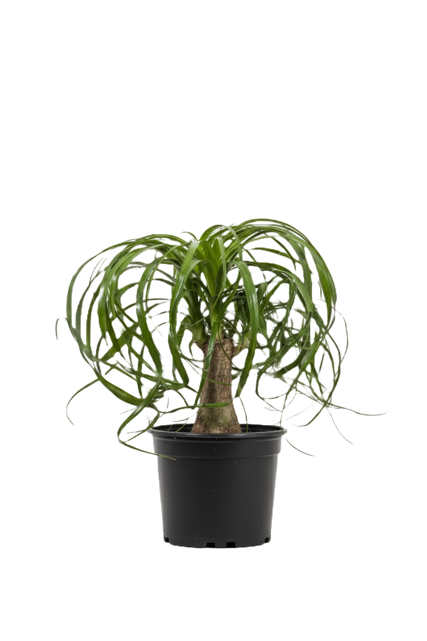 Ponytail Palm Stump Care