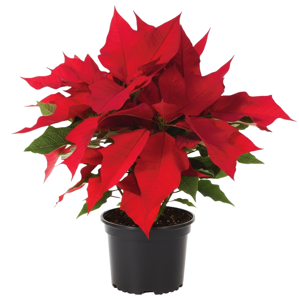 Poinsettia Care Guide