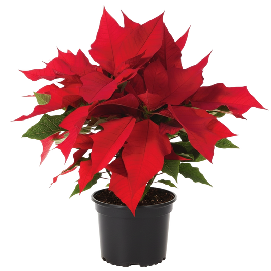 Poinsettia Care Guide