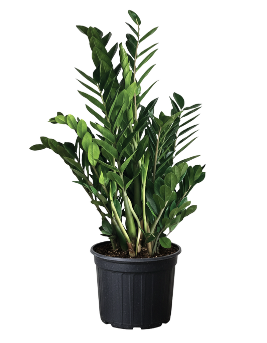 ZZ Plant Care