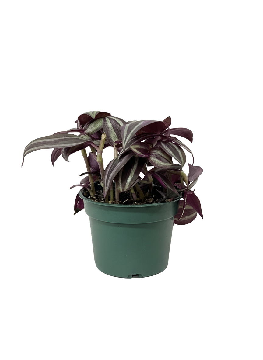 Tradescantia Care