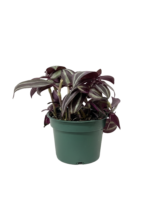 Tradescantia Care