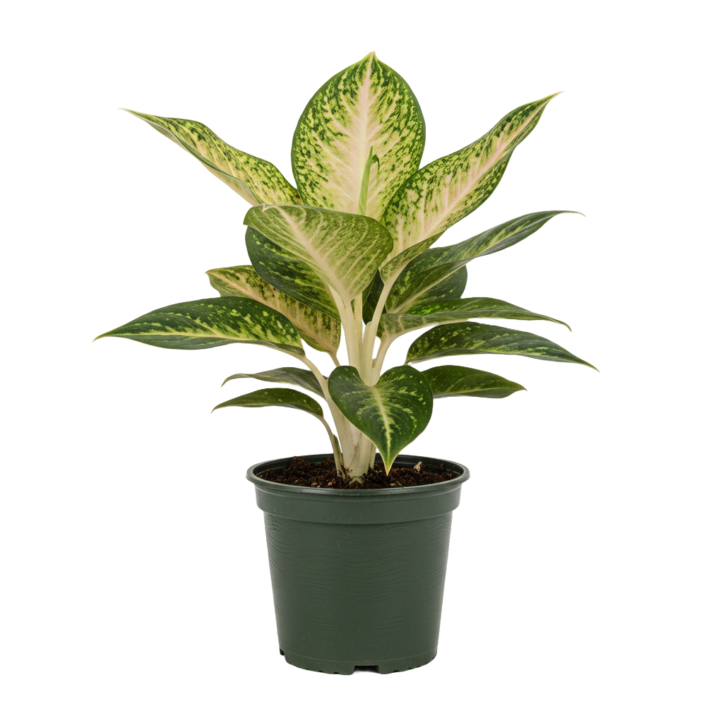 Aglaonema Care