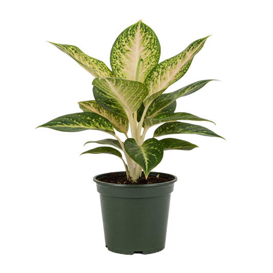 Aglaonema Care