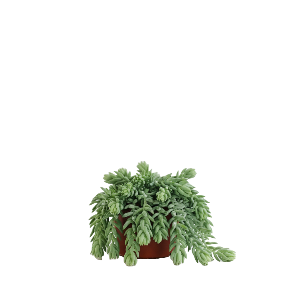 Burros Tail Care