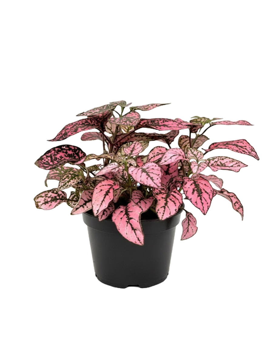 Polka Dot (Hypoestes) Care