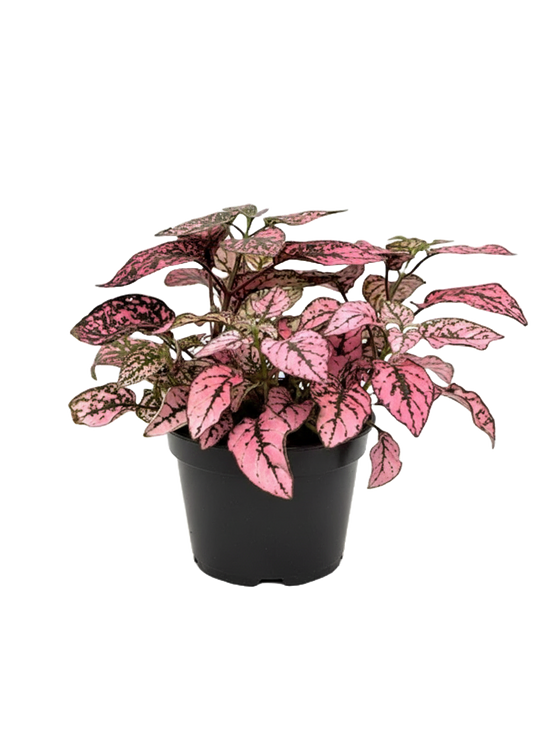 Polka Dot (Hypoestes) Care