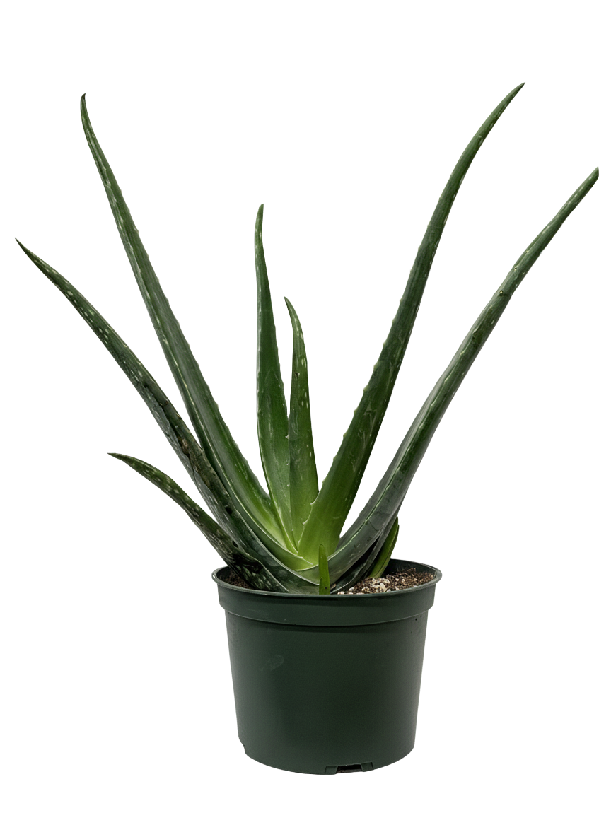 Aloe Vera Care