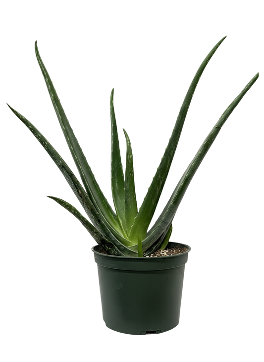 Aloe Vera Care
