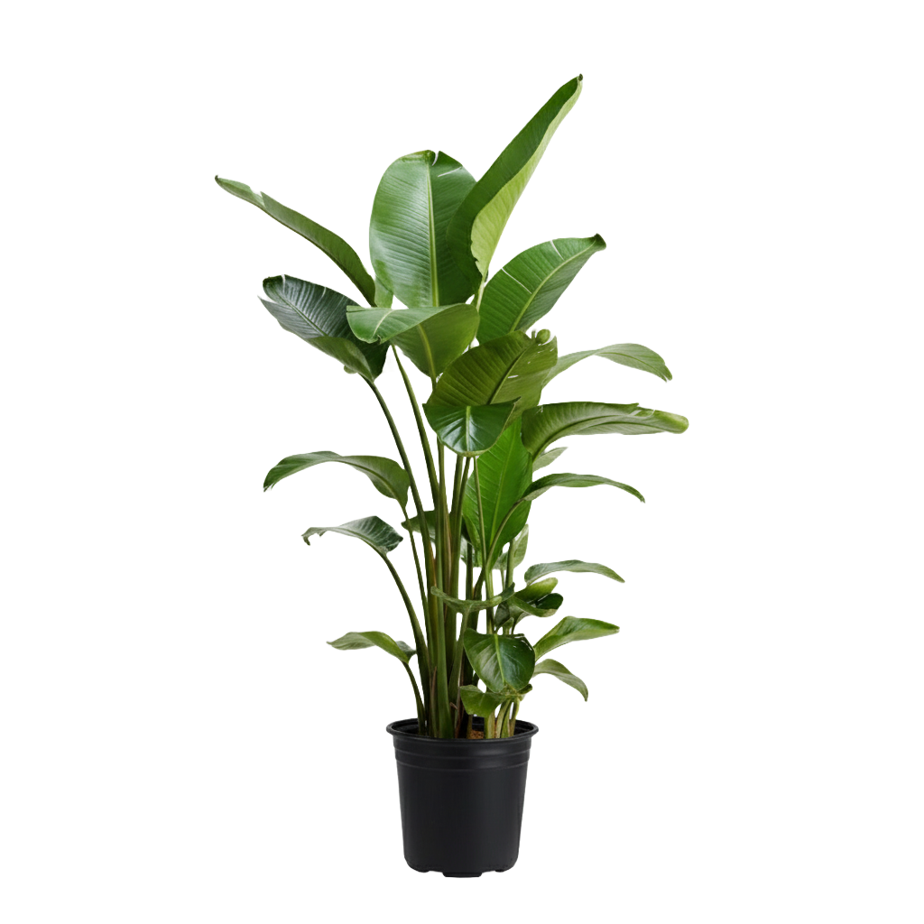 Bird of Paradise Care