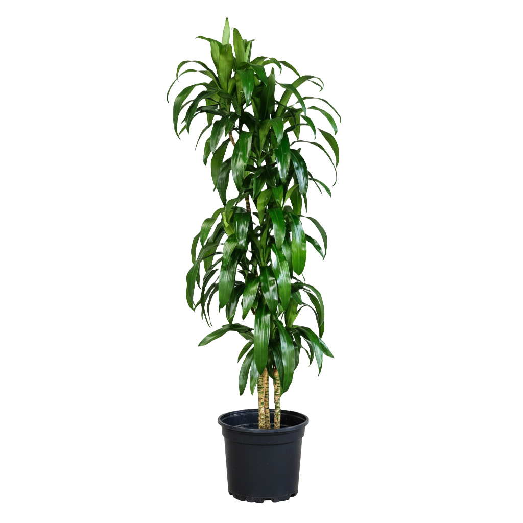 Dracaena Care