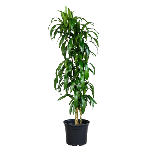 Dracaena Care