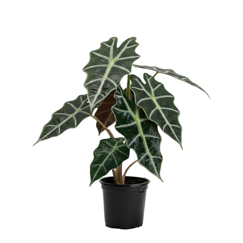 Alocasias Care