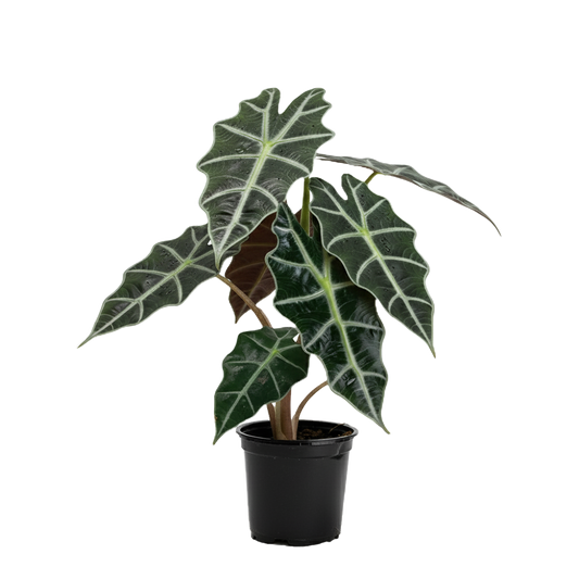 Alocasias Care