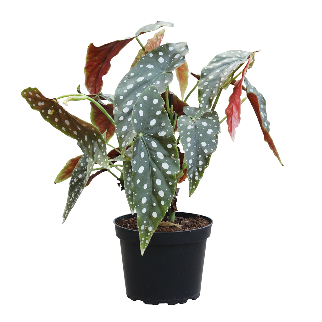 Begonia Care