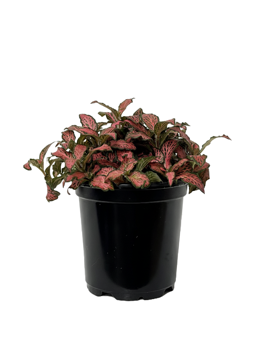 Fittonia (Nerve Plant) Care