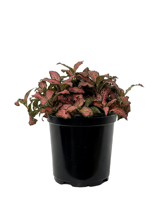 Fittonia (Nerve Plant) Care