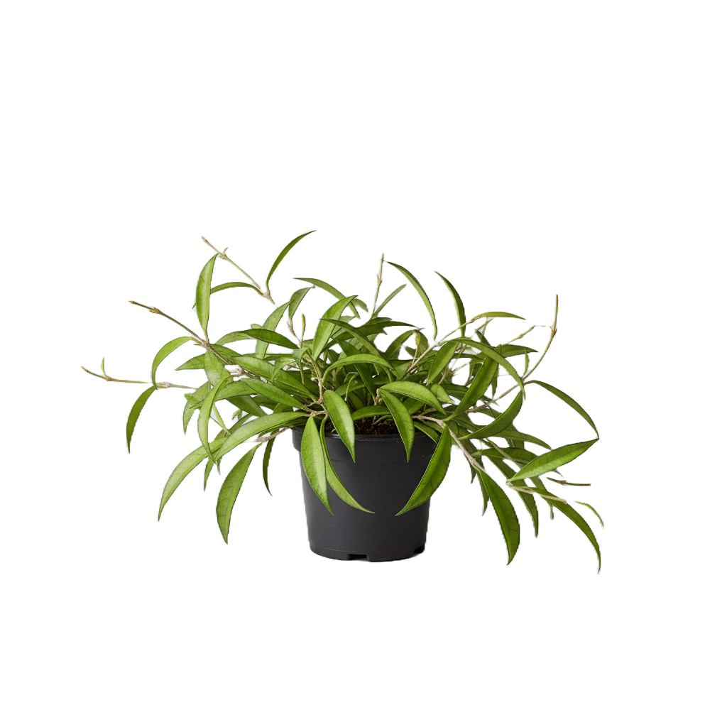 Hoya (Wax Plant) Care