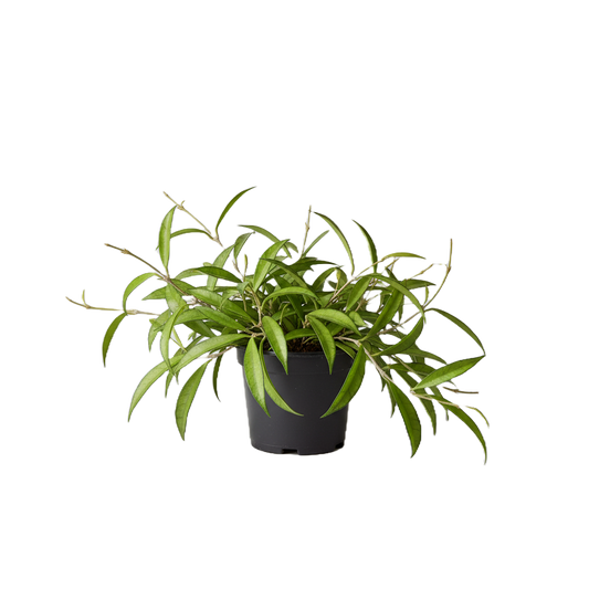 Hoya (Wax Plant) Care