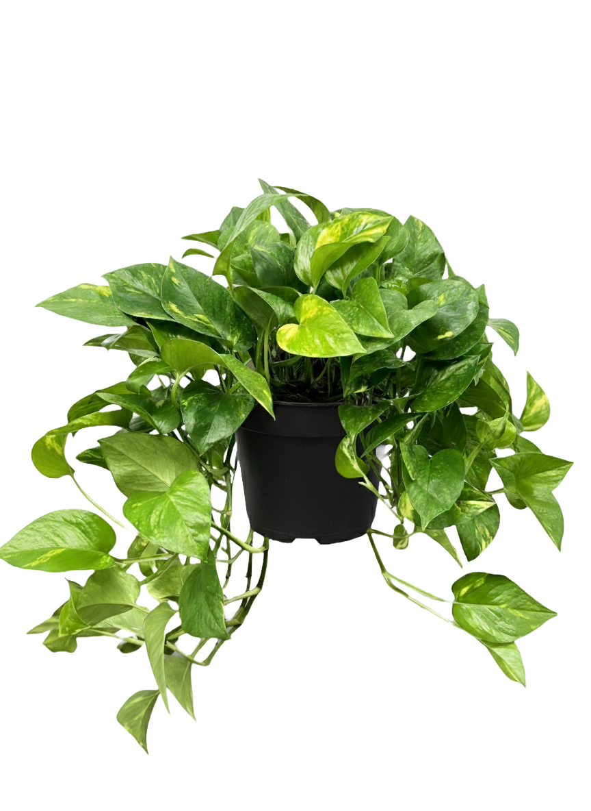Pothos Care