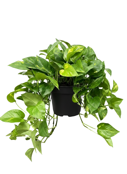 Pothos Care