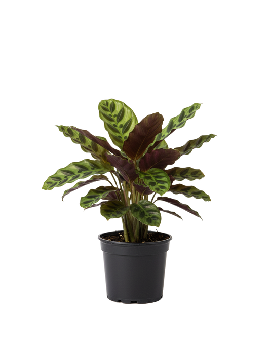Calatheas and Marantas Care