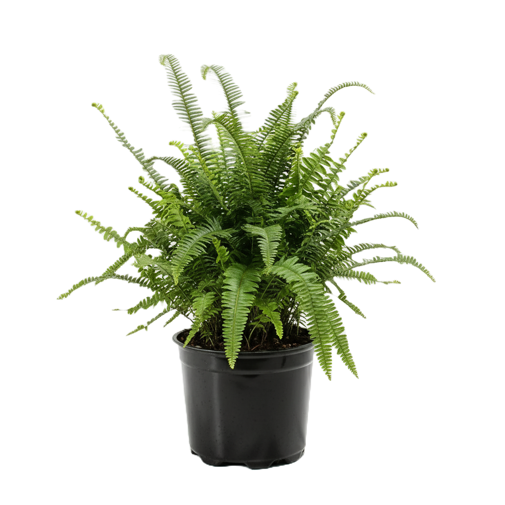 Fern Care