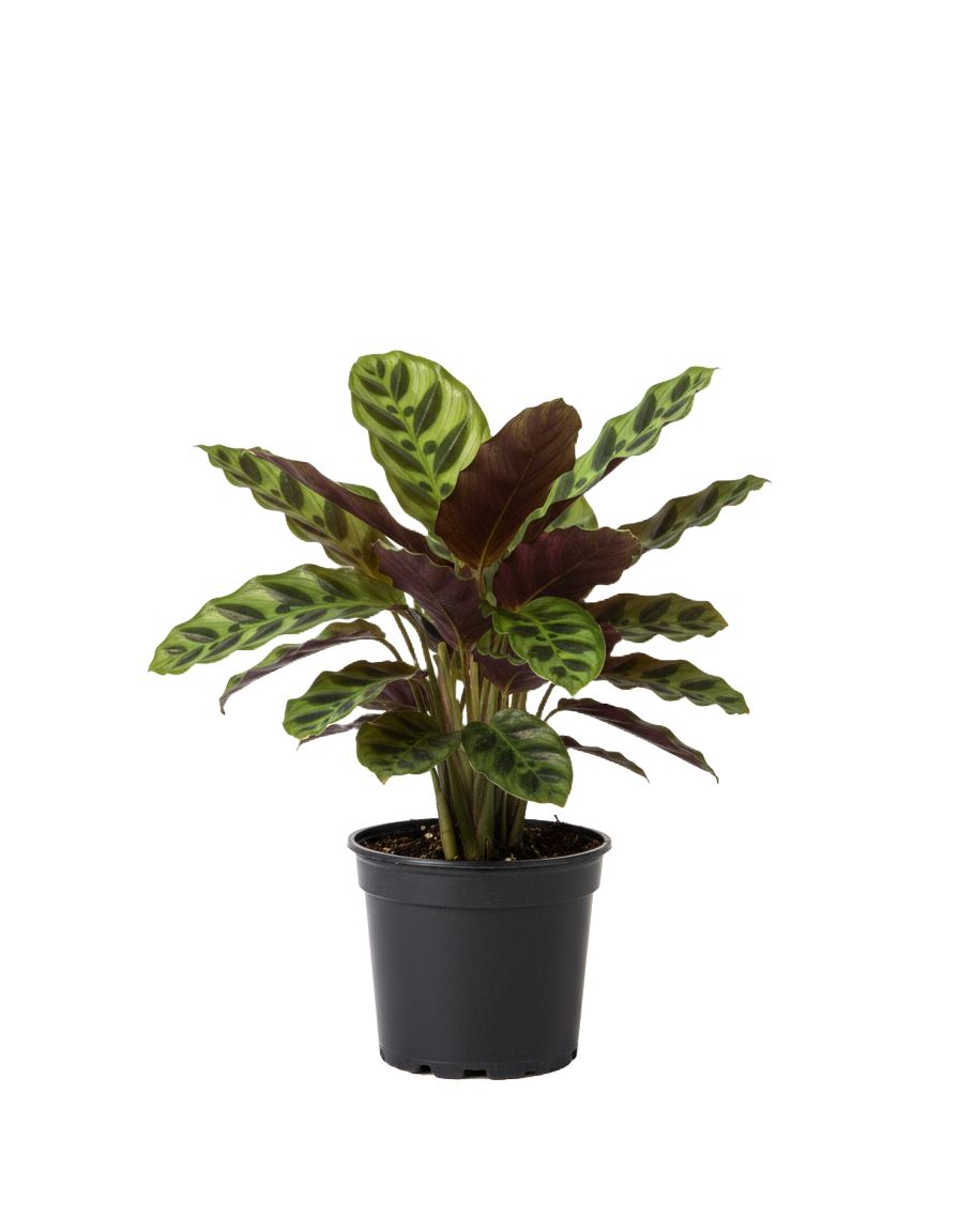 Calatheas and Marantas Care