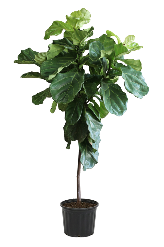 Ficus Care