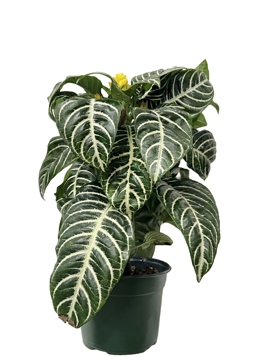 Aphelandra Zebra Care