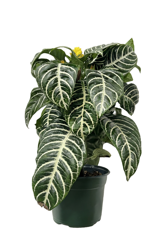 Aphelandra Zebra Care