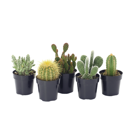 Cactus and Succulent Care