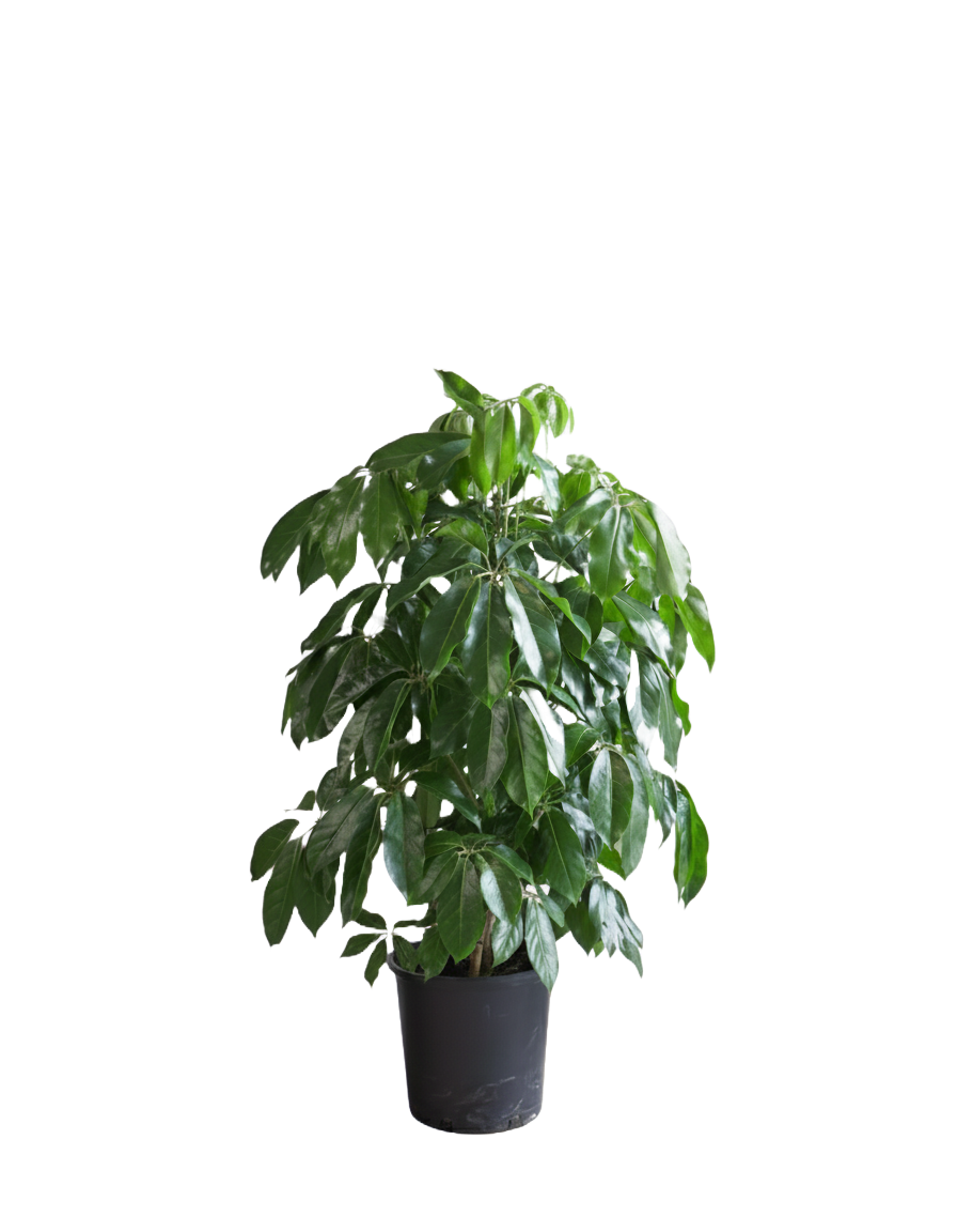 Schefflera Care