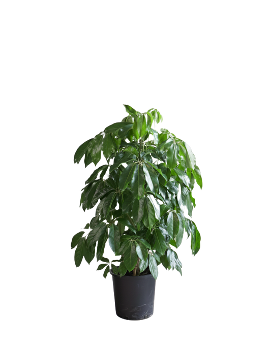 Schefflera Care