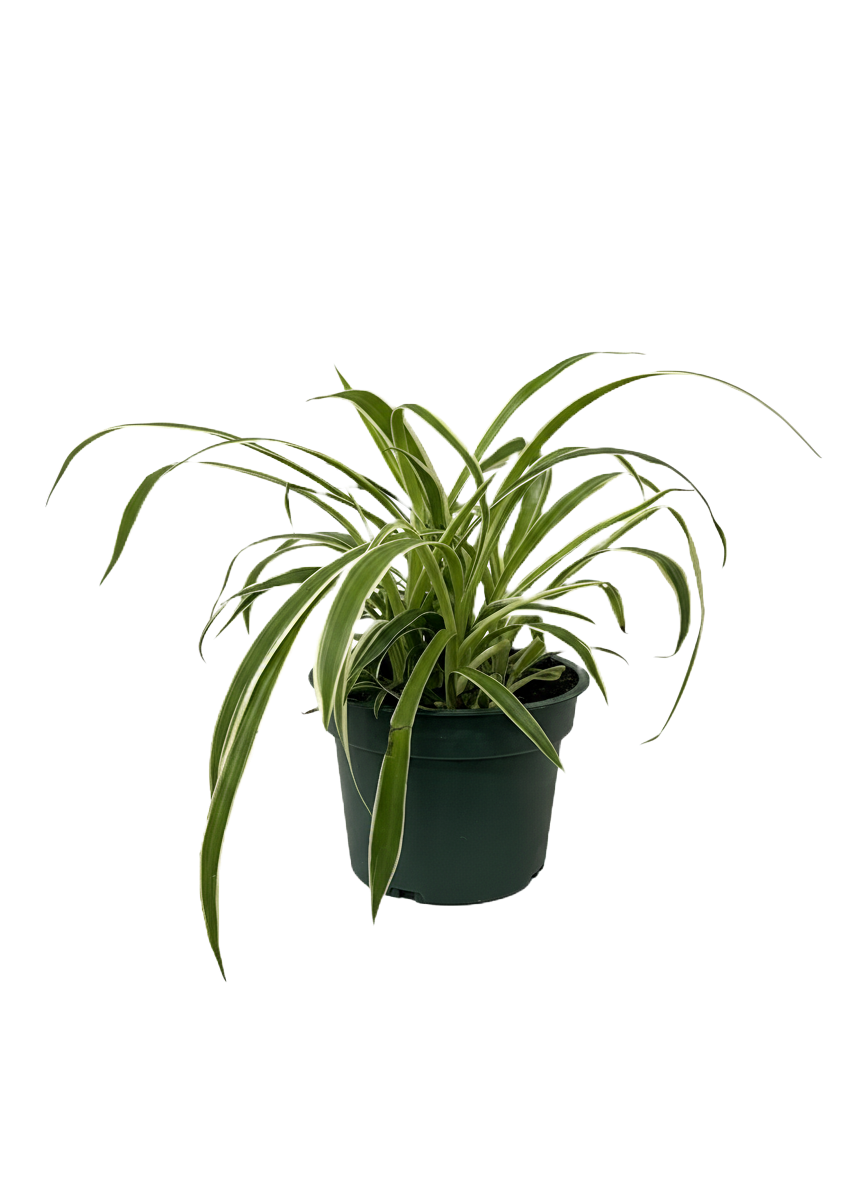 Spider Plant Care