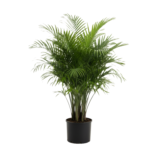 Indoor Palms Care