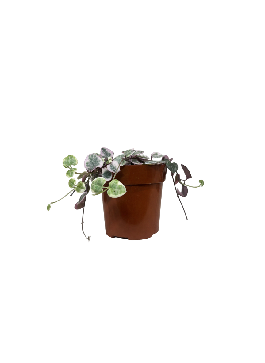 String of Hearts