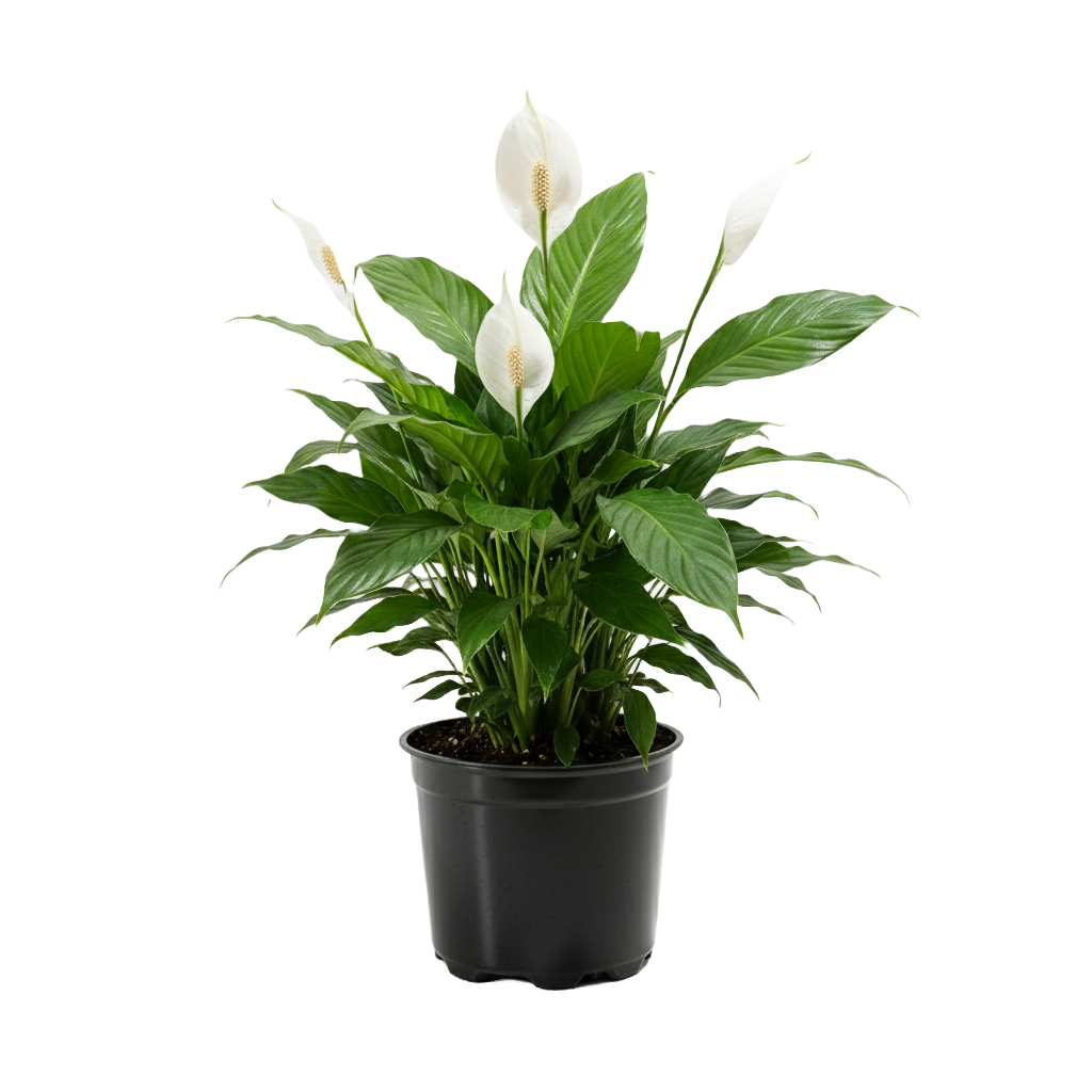 Peace Lily (Spathiphyllum) Care