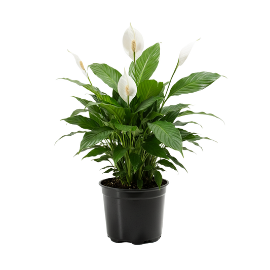 Peace Lily (Spathiphyllum) Care