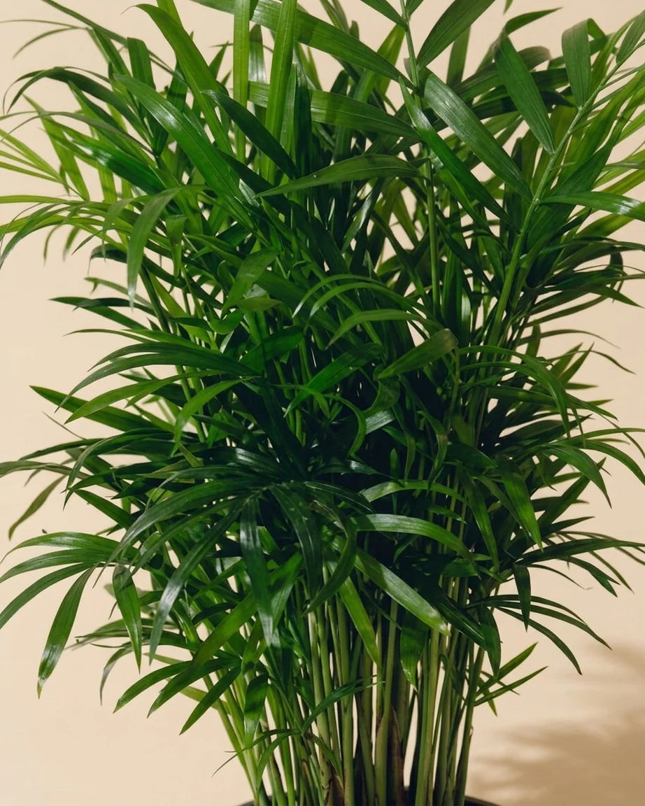 Indoor Palms Care