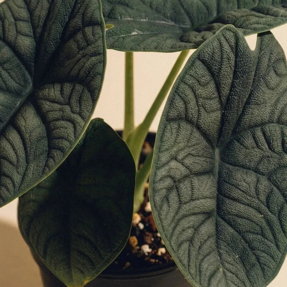 Alocasias Care