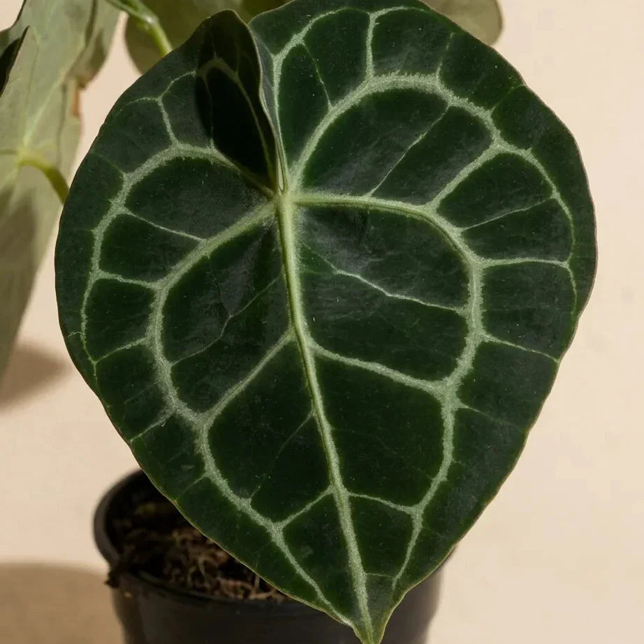Velvet Anthurium Care Guide