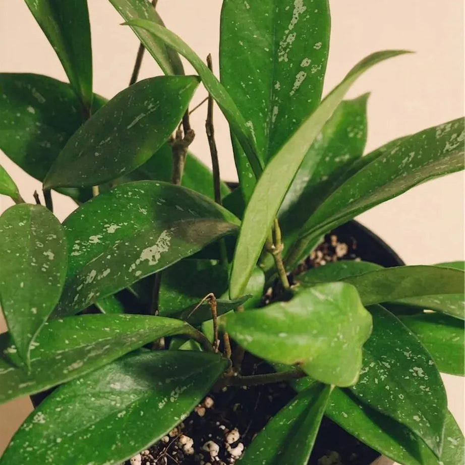 Hoya (Wax Plant) Care